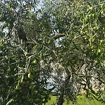 Delle Querce 4* Palo del Colle