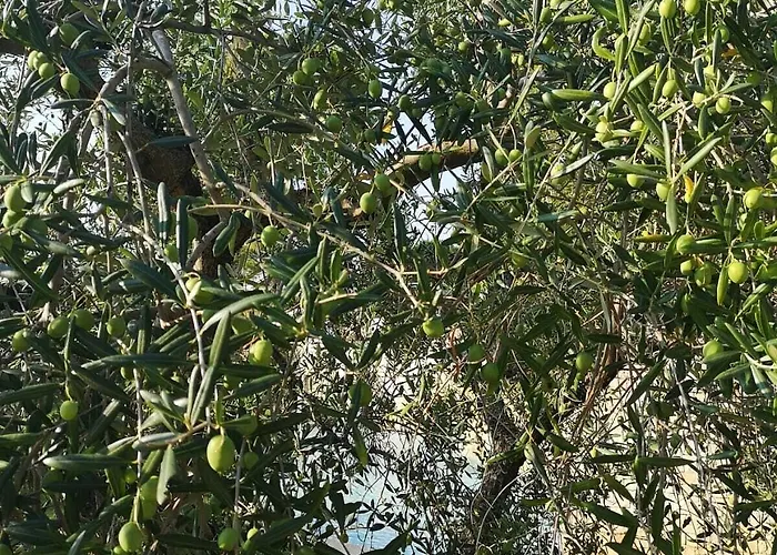 Delle Querce 4* Palo del Colle